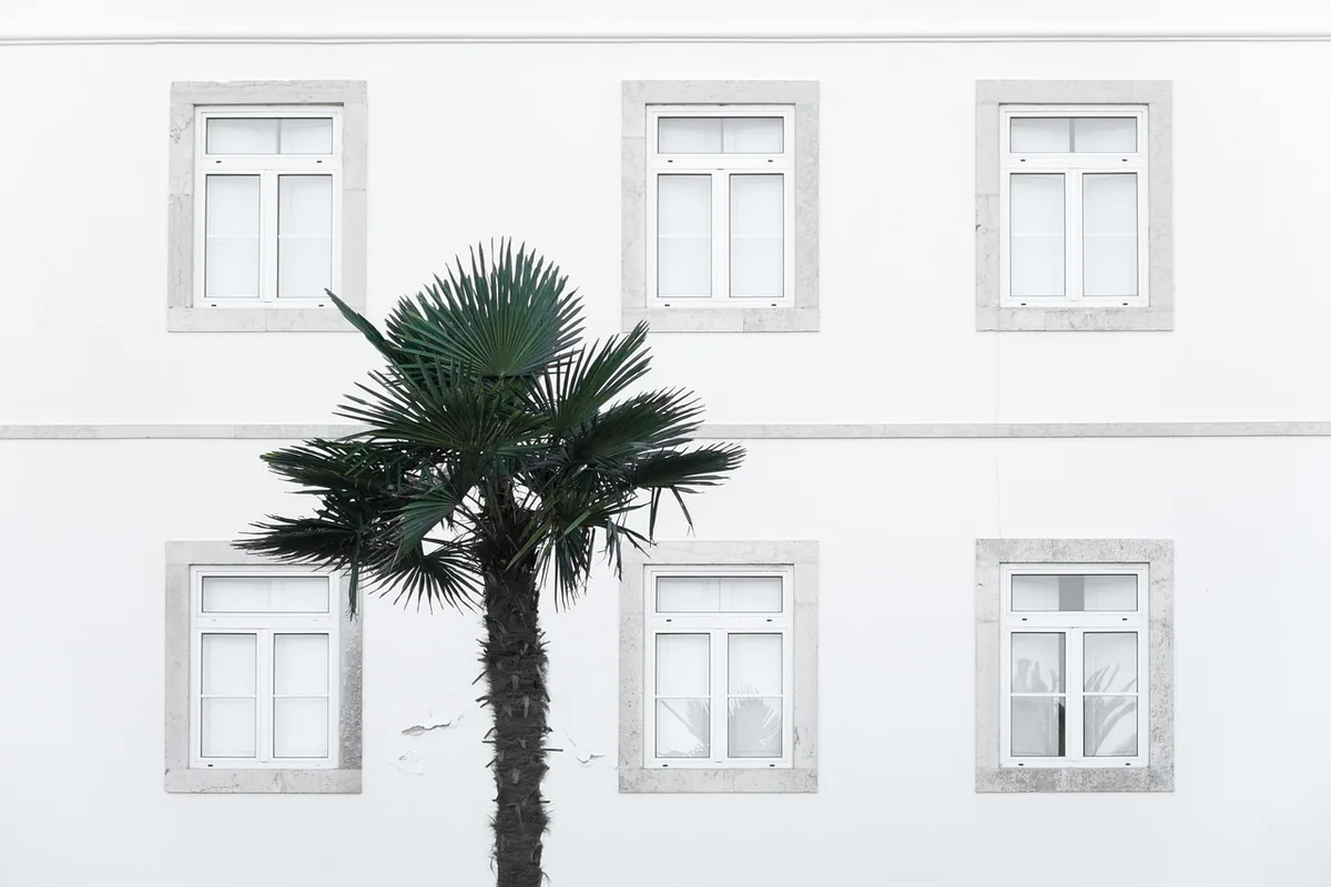 Fachada blanca de un edificio con seis ventanas y una palmera delante