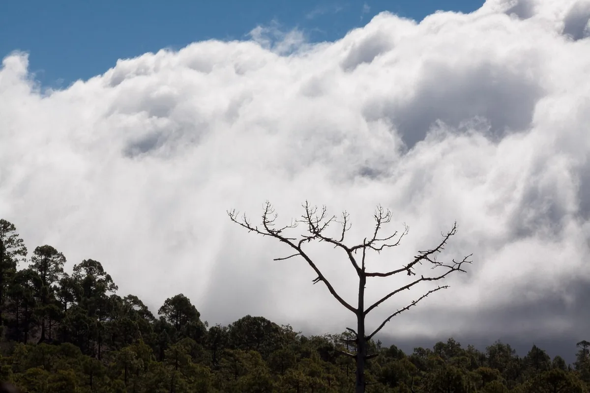 Pinar de Tenerife con un mar de nubes detrás de un pino seco