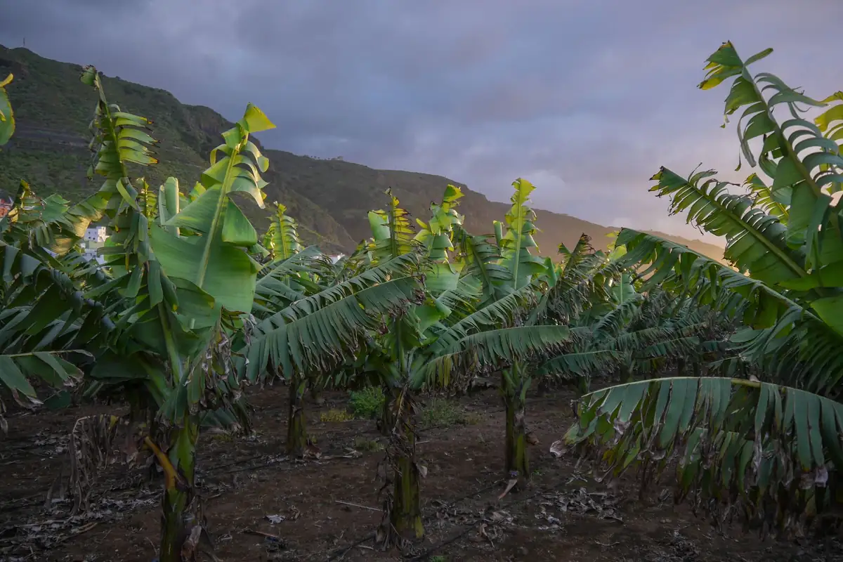 Plataneras en una ladera bajo un cielo nublado, con una montaña verde detrás, en Tenerife