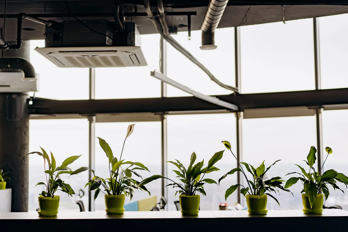 Aire de techo tipo cassette colgado en una oficina con plantas junto a grandes ventanales