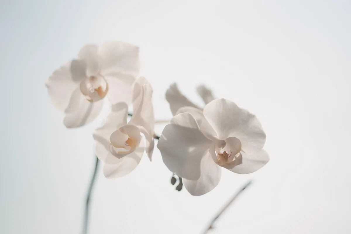 Orquídeas blancas en flor sobre un fondo claro